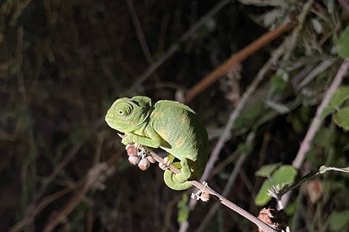 chameleon-2