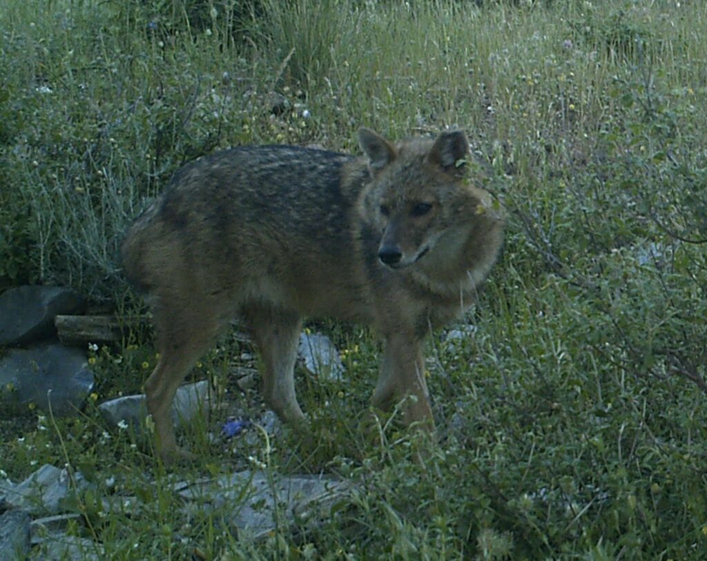 jackal-1